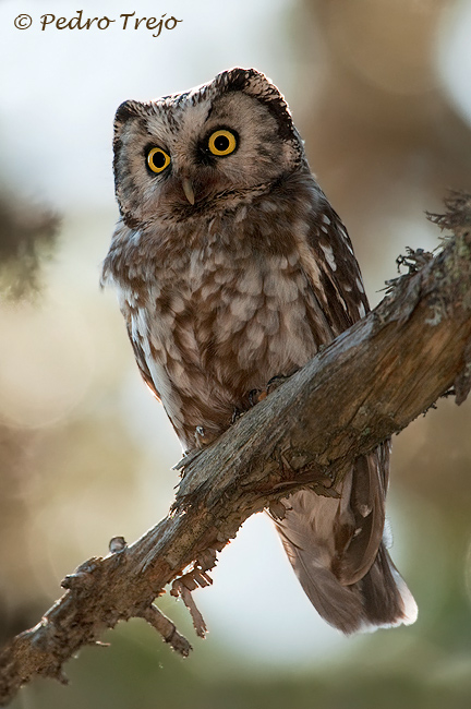 Mochuelo boreal (Aegolius funereus)